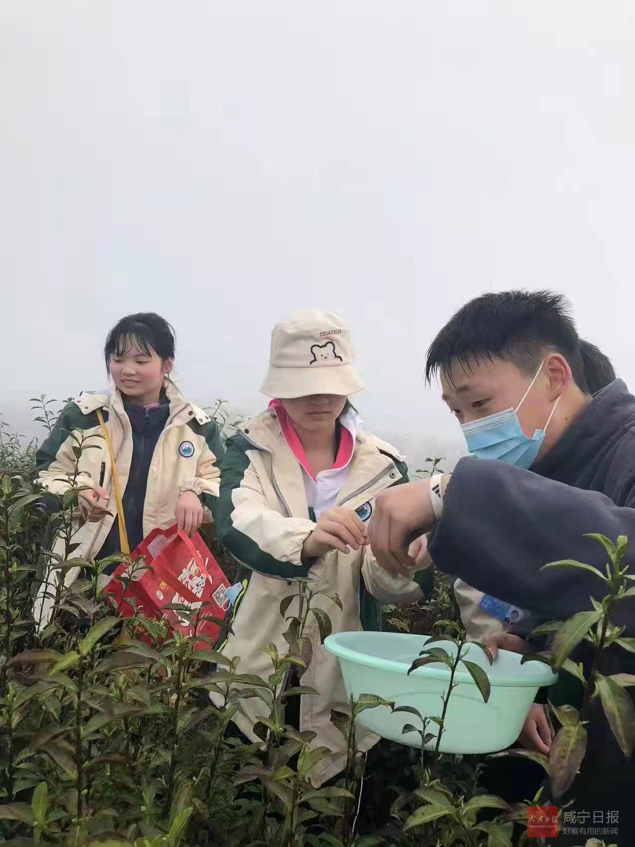 通山闯王镇宝石中学开展采茶研学活动(图1)