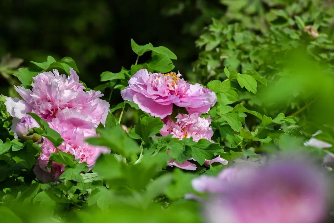 故宫花信｜牡丹：我是梦中传彩笔，欲书花叶寄朝云