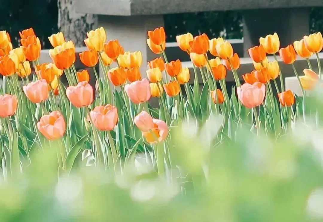 大学丨它是“西部红烛”，教师的摇篮，每年2000多人免费上