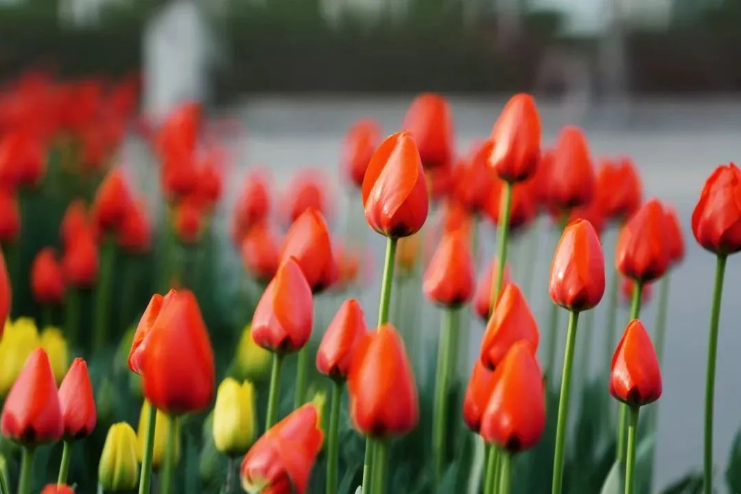 大学丨它是“西部红烛”，教师的摇篮，每年2000多人免费上