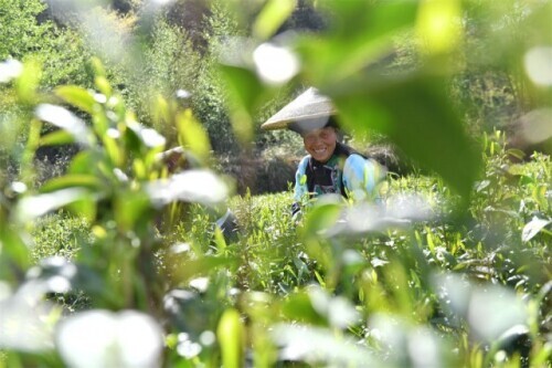 天堑变通途，“家庭”连上了“幸福”-写在矮寨大桥通车10周年之际