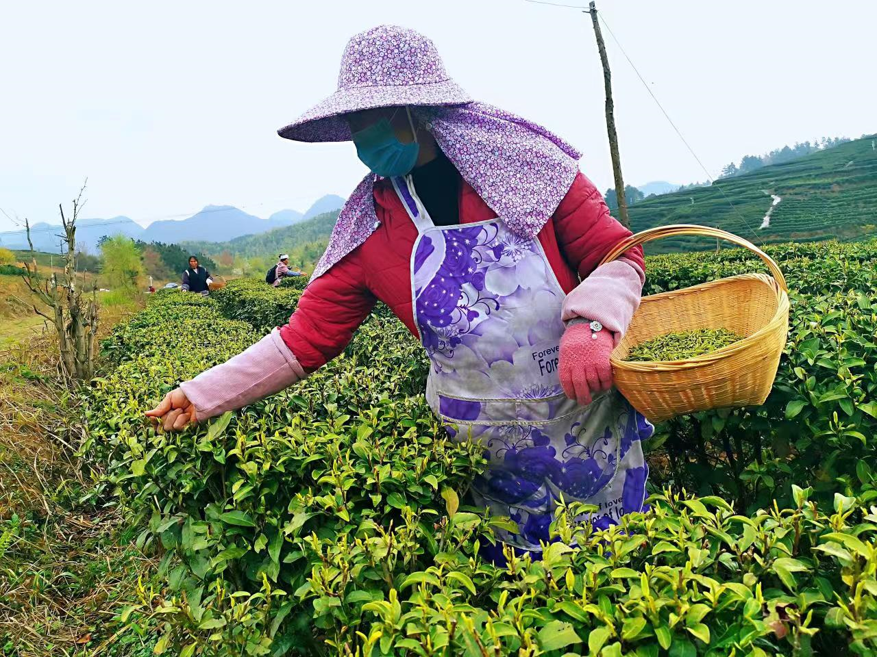 我为群众办实事，创业贷款助力优质春茶产业萌“芽”