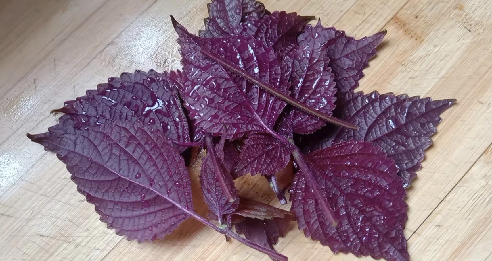 这些年,居家种菜教会我的事