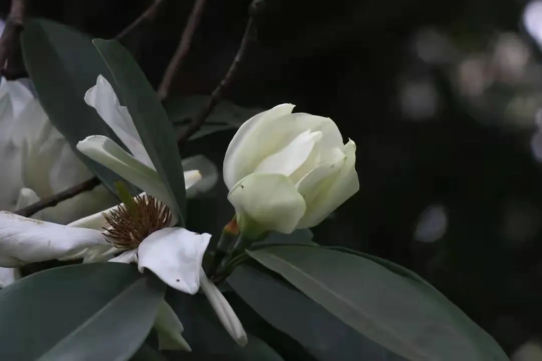 乐昌含笑素材图片