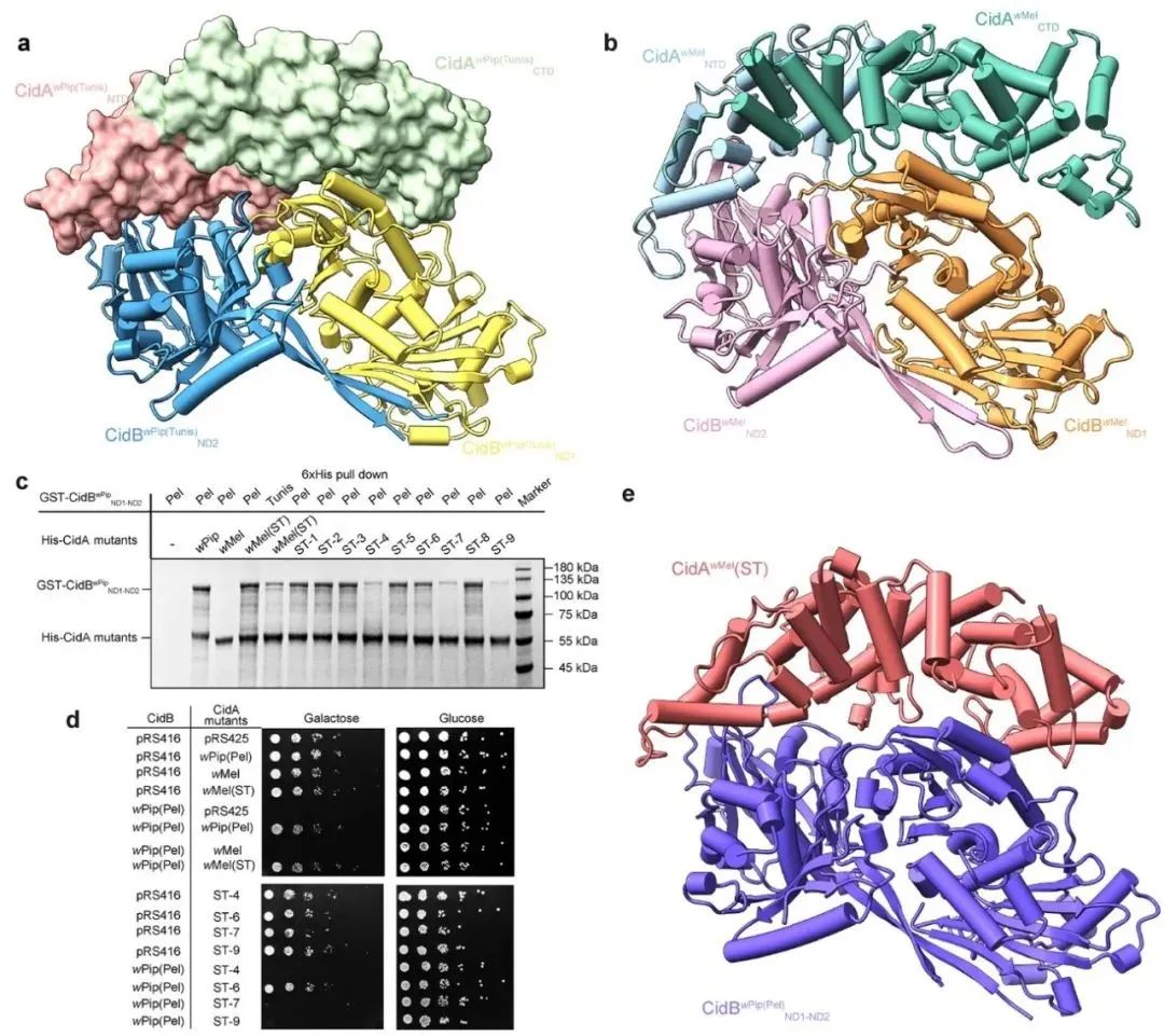 天大一日发表两篇《自然·通讯》