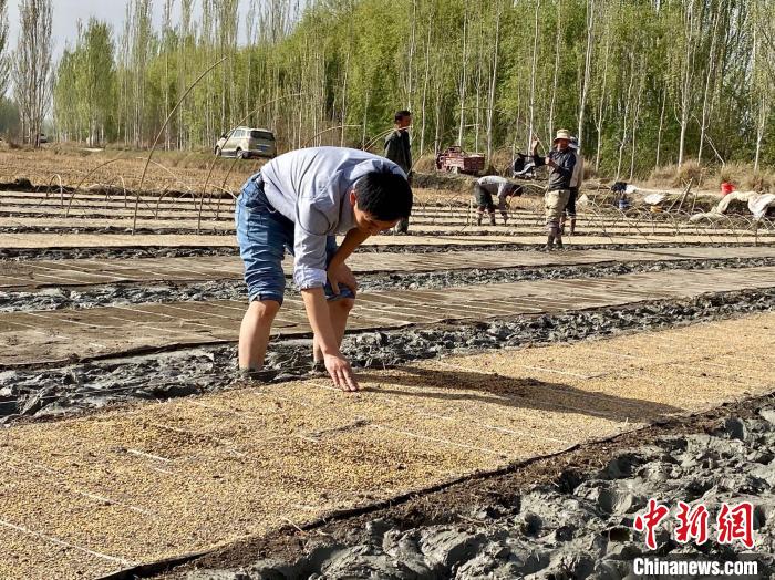 浙江水稻新品种在新疆温宿播种育秧 为当地打造“高产田”