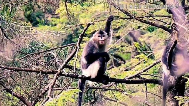 “猴爷”的山水十六年