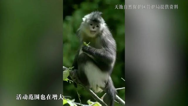 “猴爷”的山水十六年