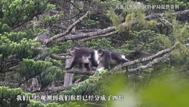 “猴爷”的山水十六年