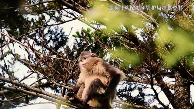 “猴爷”的山水十六年