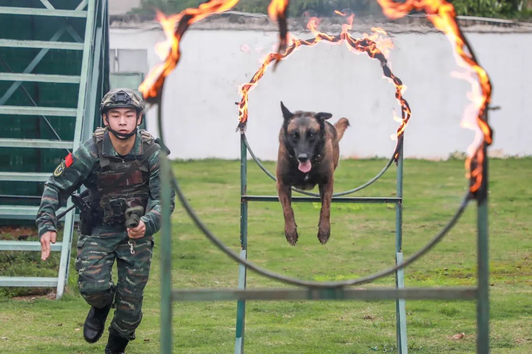 训导员 警犬=战斗力爆表