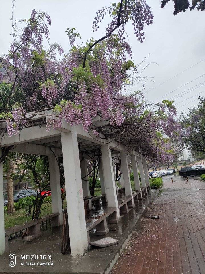 醉美的雨中花