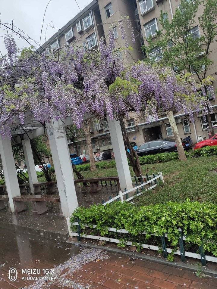 醉美的雨中花