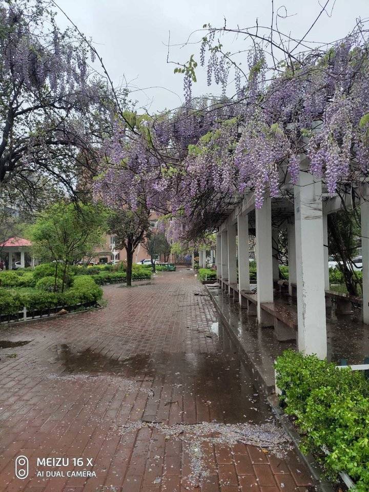 醉美的雨中花