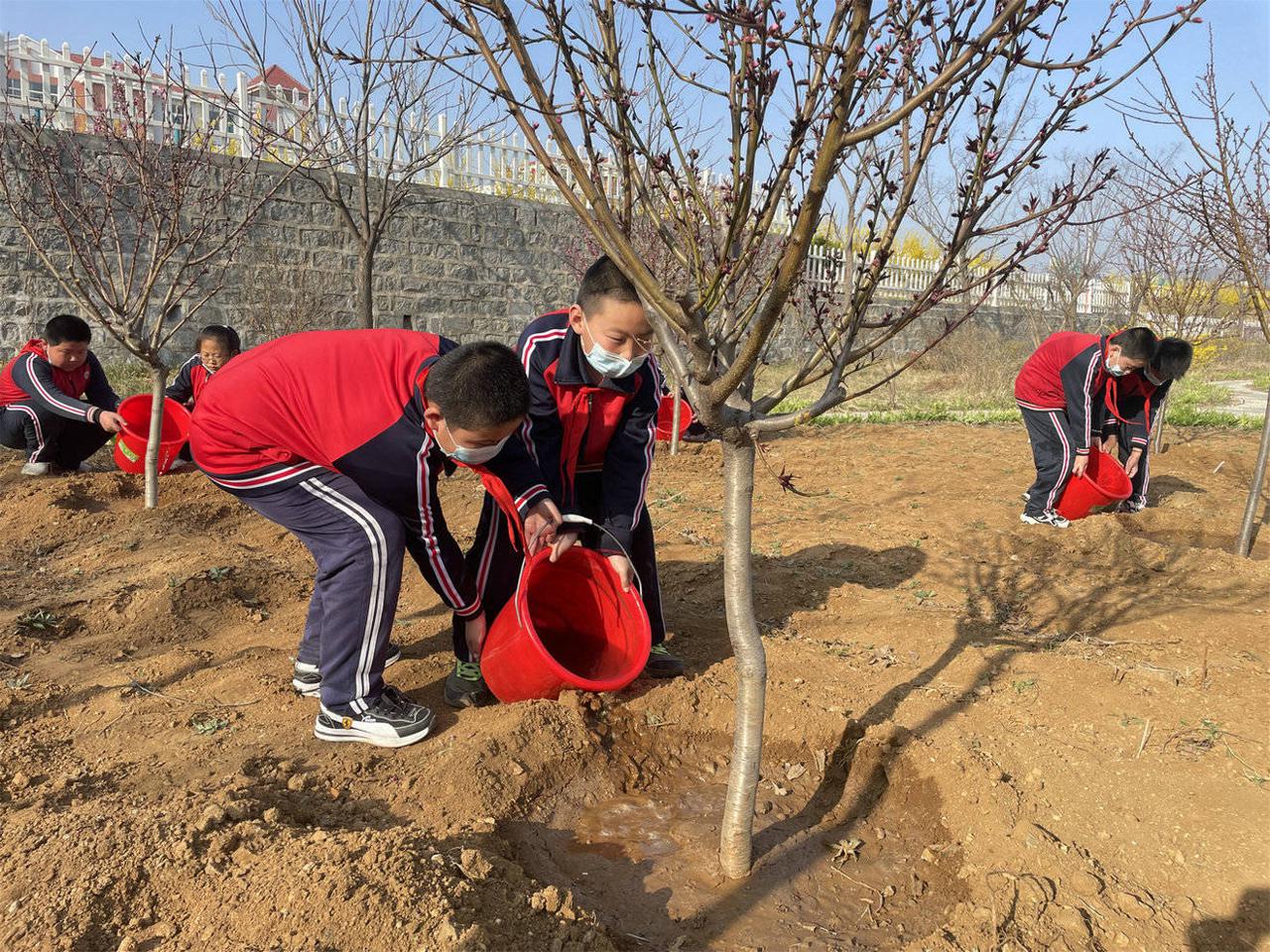 栖霞市凤翔小学:这不仅仅是一次植树活动(图1)