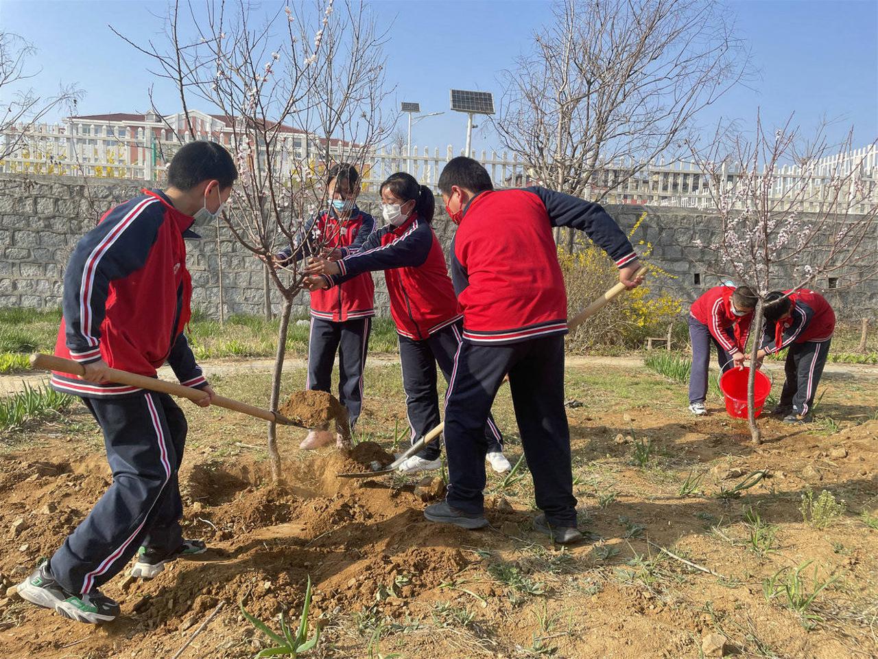 栖霞市凤翔小学:这不仅仅是一次植树活动(图2)