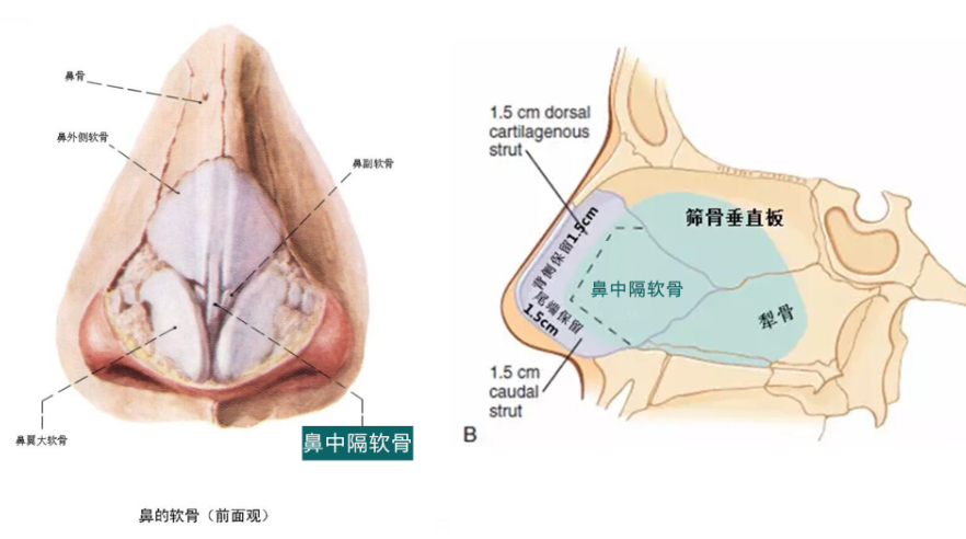 问题鼻型盘点，看看有没有你的同款？