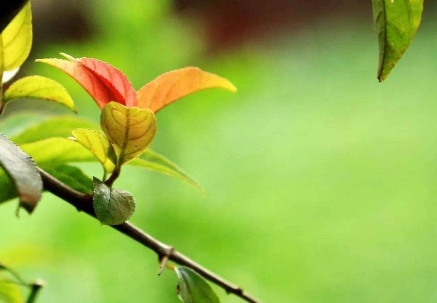 一花开知春色暖