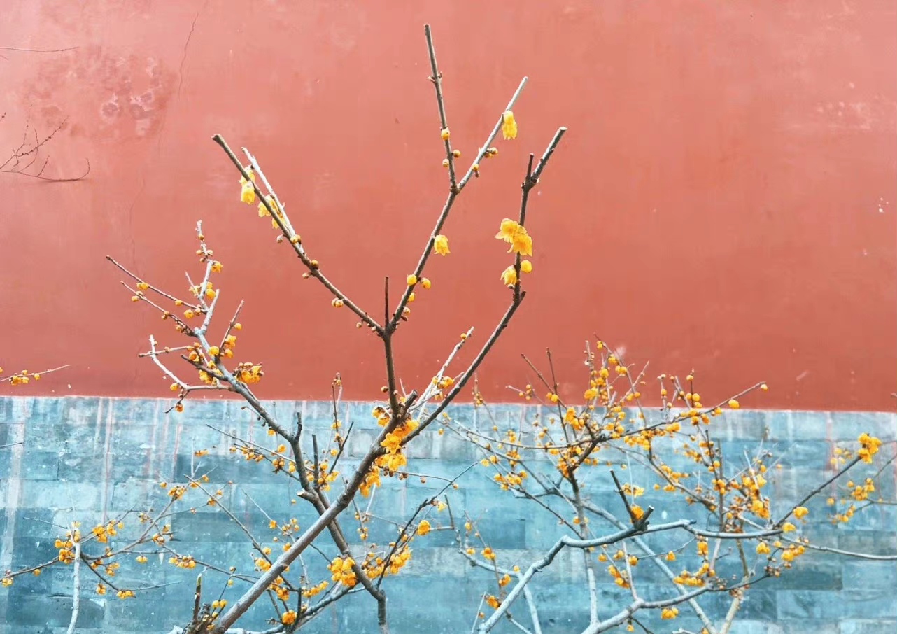 �����ϱ�����ֲ��԰�������γɣ�ר��̸�й�ֲ��԰����