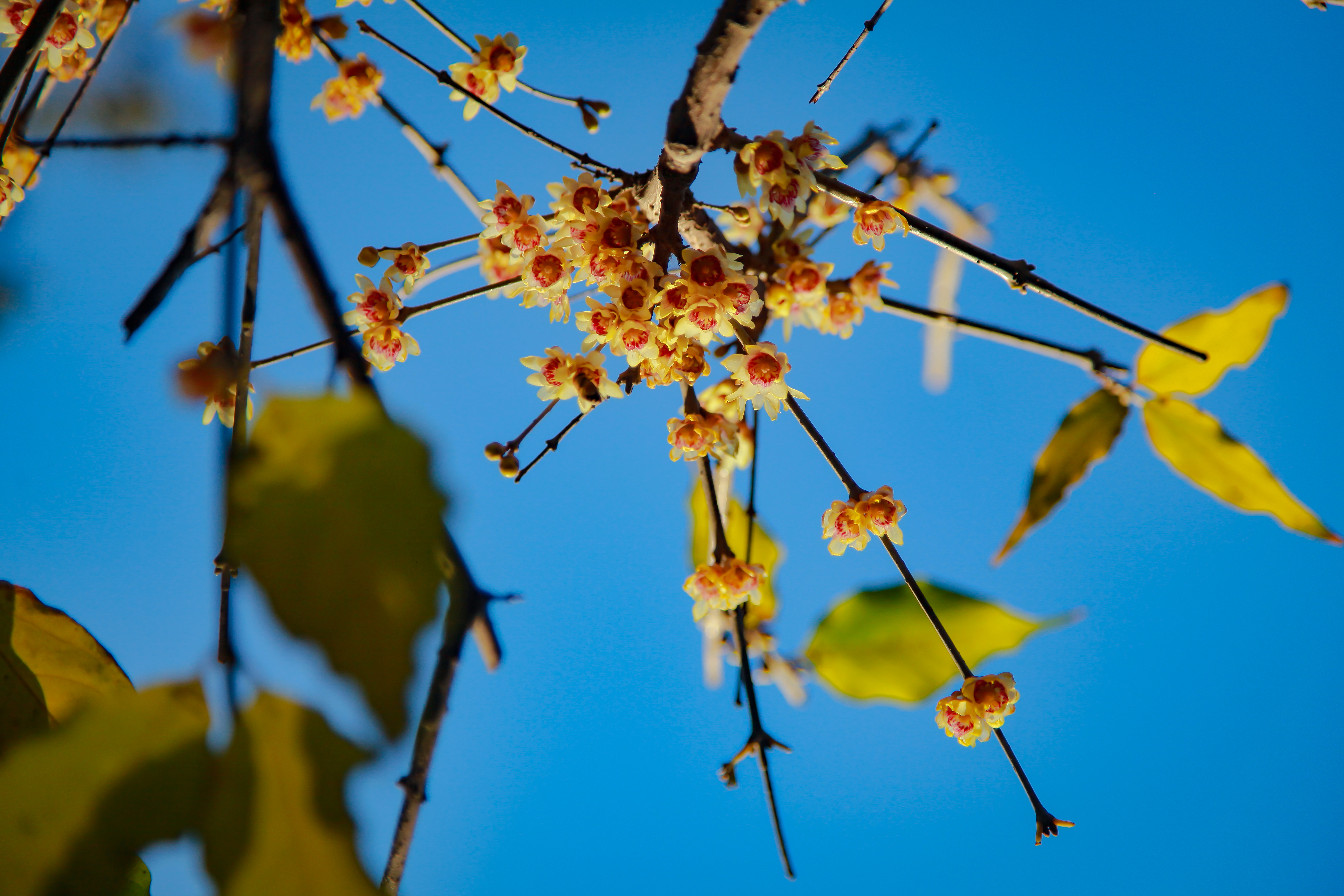 �����ϱ�����ֲ��԰�������γɣ�ר��̸�й�ֲ��԰����