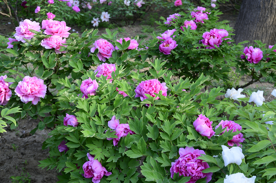 �����ϱ�����ֲ��԰�������γɣ�ר��̸�й�ֲ��԰����