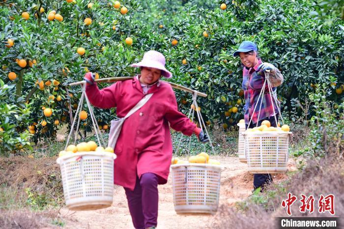 小农果撬动大产业 赣南脐橙香飘天下绘就民众致富路