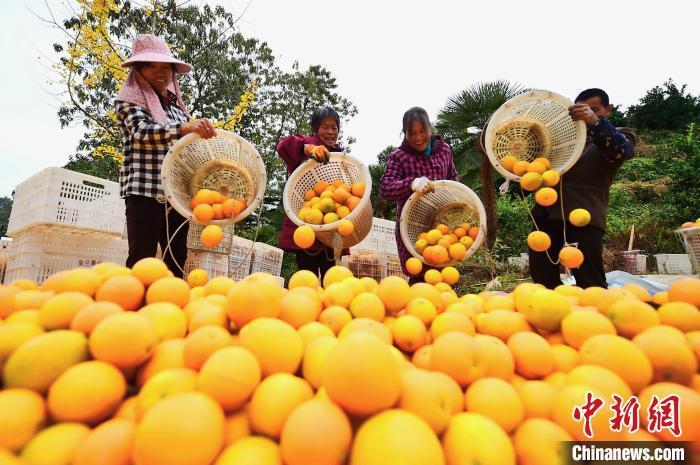 小农果撬动大产业 赣南脐橙香飘天下绘就民众致富路