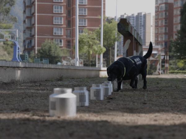 再见，无言的战友！感谢你多年“犬”力以赴