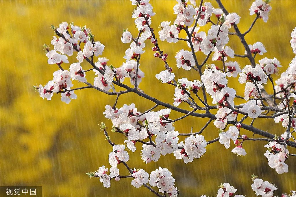 今日谷雨！愿你不负春光，不负己