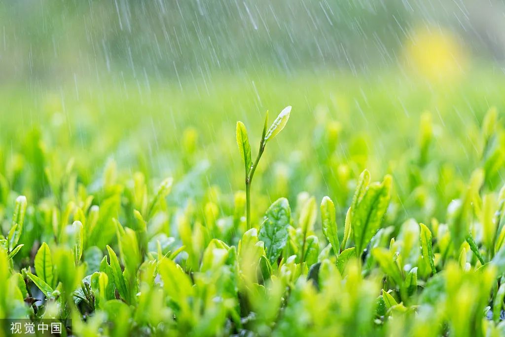 今日谷雨！愿你不负春光，不负己