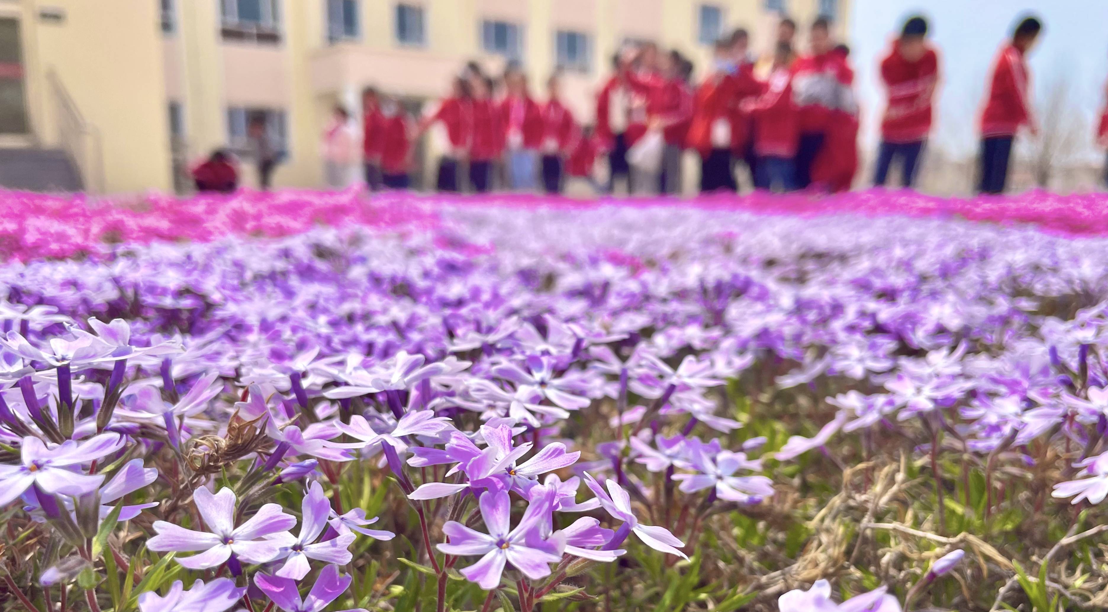 你和花儿都很美——桃村中心小学春日风光​