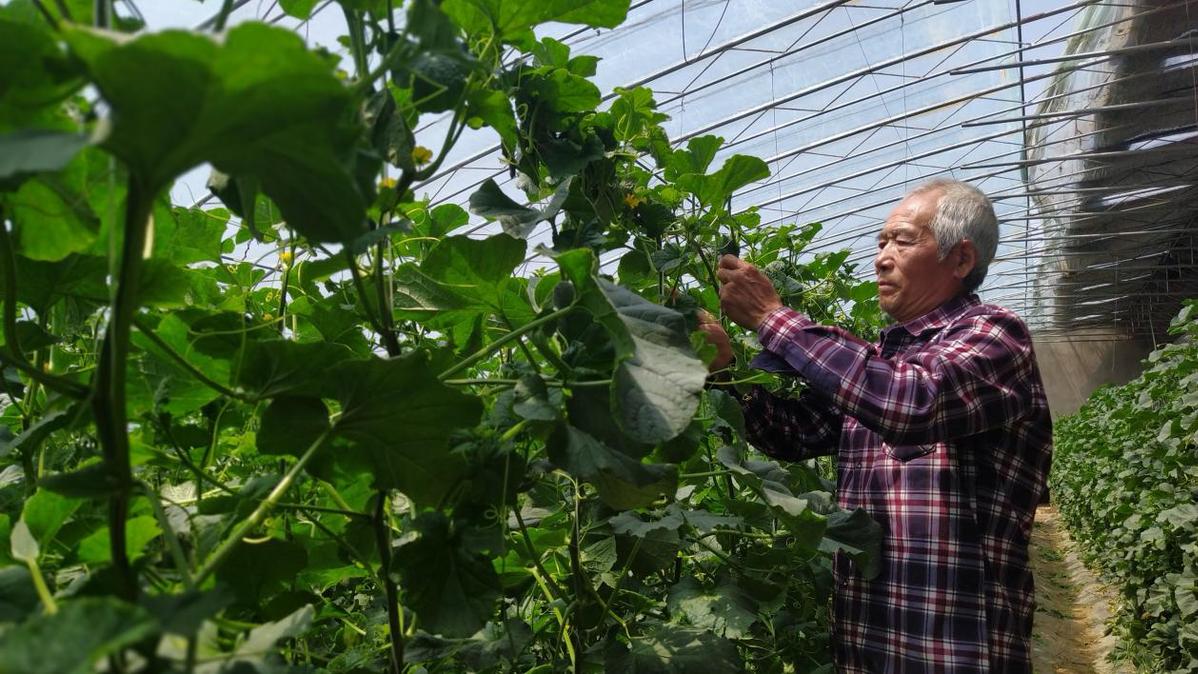 河南尉氏：大棚種出好生活 甜瓜成為致富果