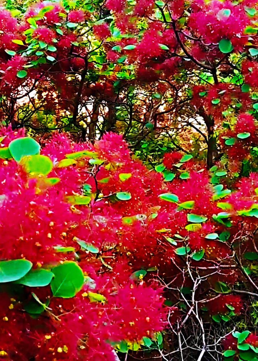 春花成梦影，新绿渐浓，赏一城山色，绿荫美景，静享一段美好时光