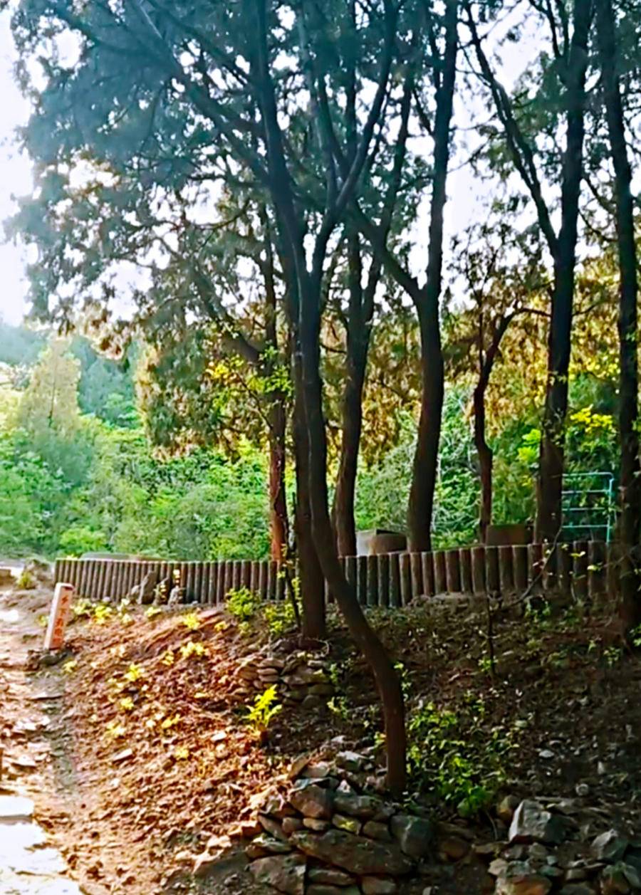 春花成梦影，新绿渐浓，赏一城山色，绿荫美景，静享一段美好时光