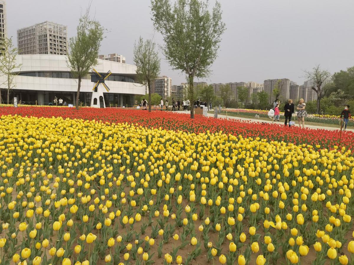 太原晋阳湖公园郁金香花展吸引大批市民参观