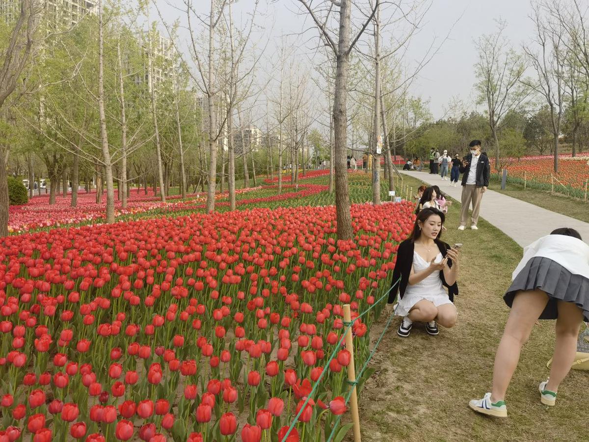 太原晋阳湖公园郁金香花展吸引大批市民参观