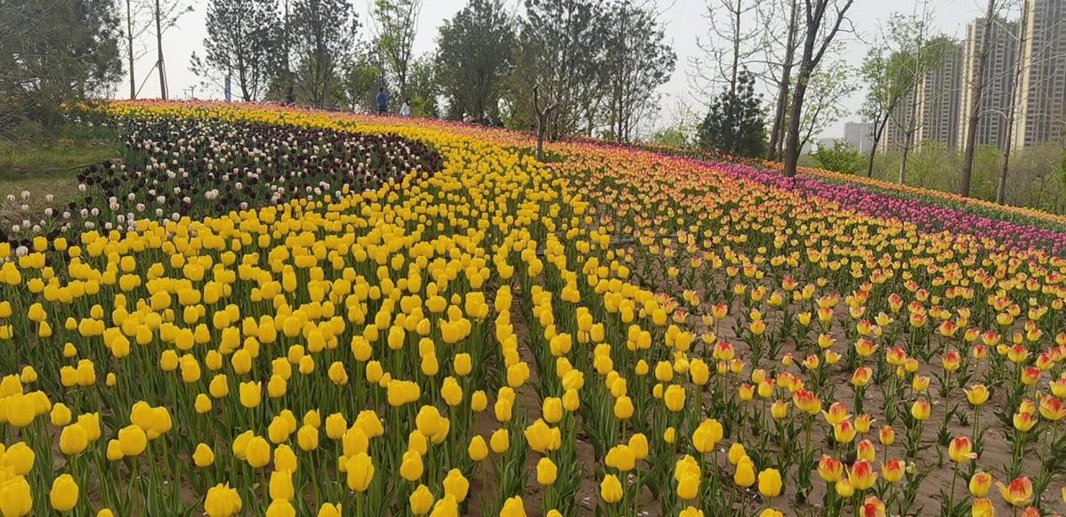 太原晋阳湖公园郁金香花展吸引大批市民参观