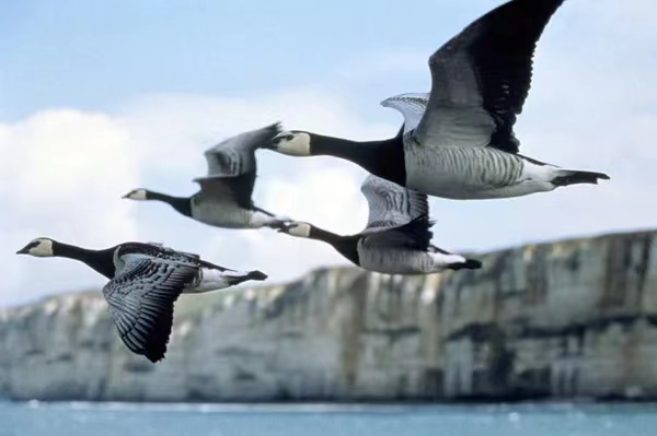 雅克·贝汉和他的自然世界