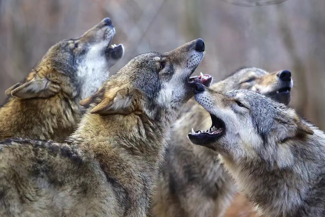 雅克·贝汉和他的自然世界