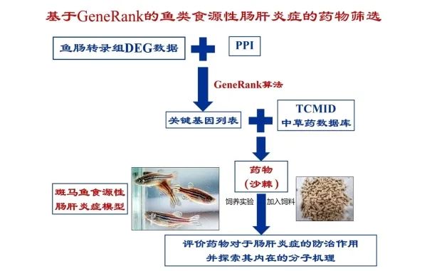 魚類腸肝炎癥的藥物研究獲進展