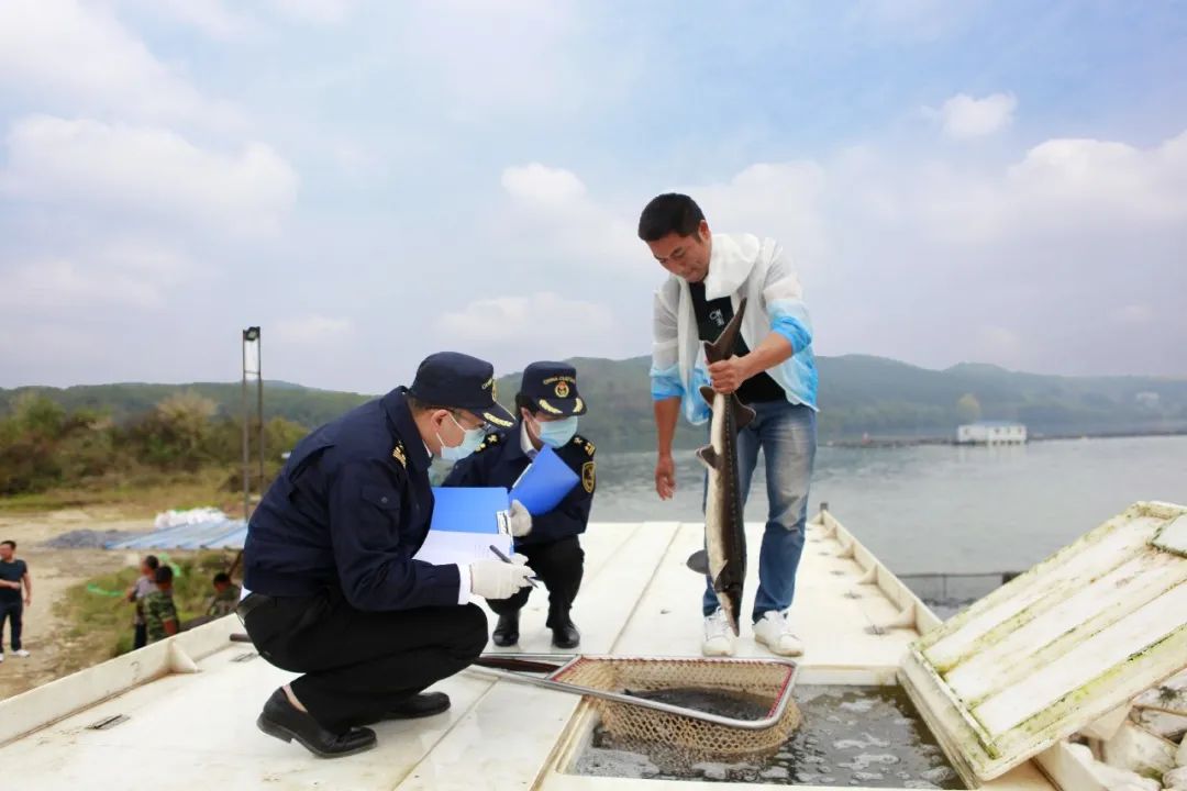 【動植物檢疫】有關(guān)鱘魚出口，你想知道的都在這里