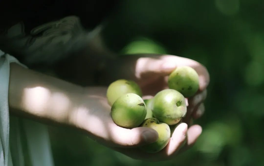 立夏前后 遇到这1种水果别手软 清脆爽口 酿成果酒醇香极了 天天看点