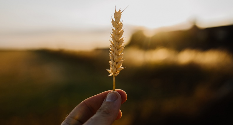 “粮食危机”幕后的真正黑手