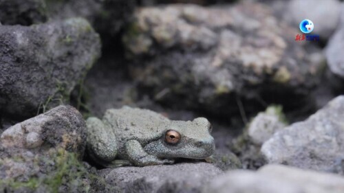 澳大利亚放归100只极度濒危斑点树蛙