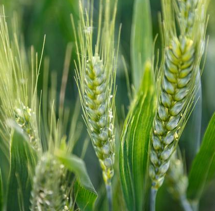 镇平县小麦后期“防灾害、促灌浆、保归仓” 技术要点
