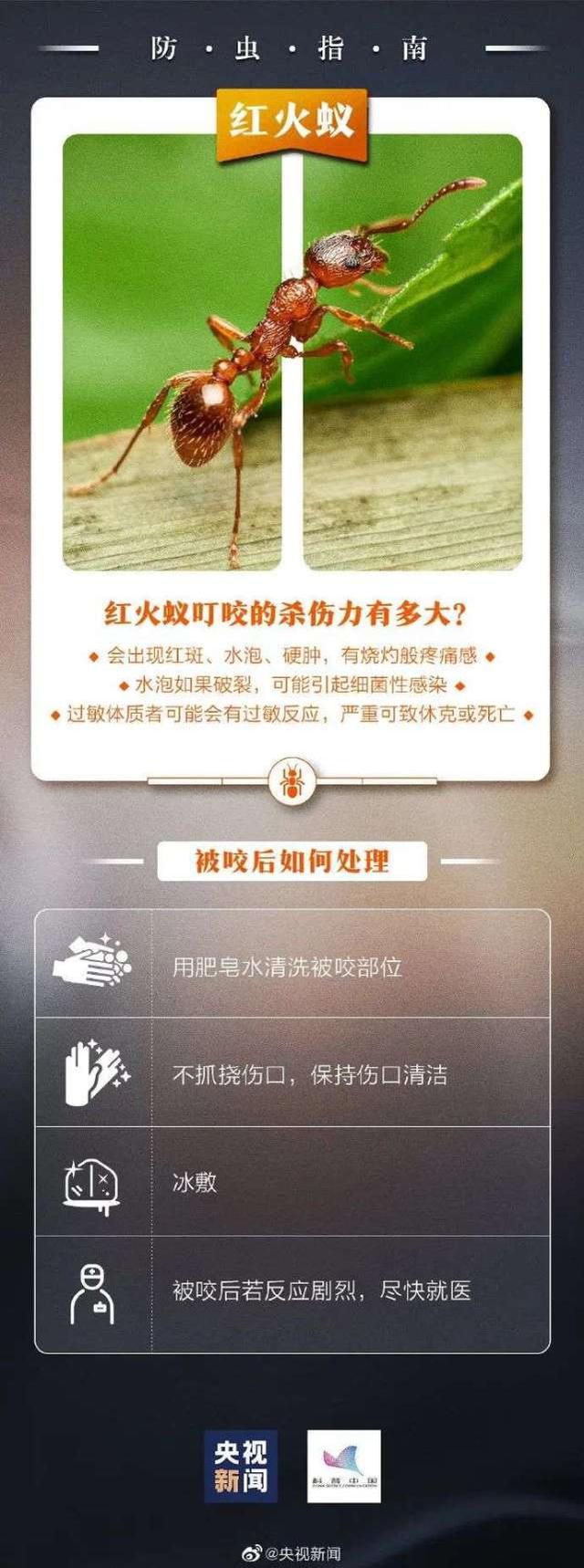 警惕！男童被咬后休克，多地发生伤人事件，红火蚁已入侵12省