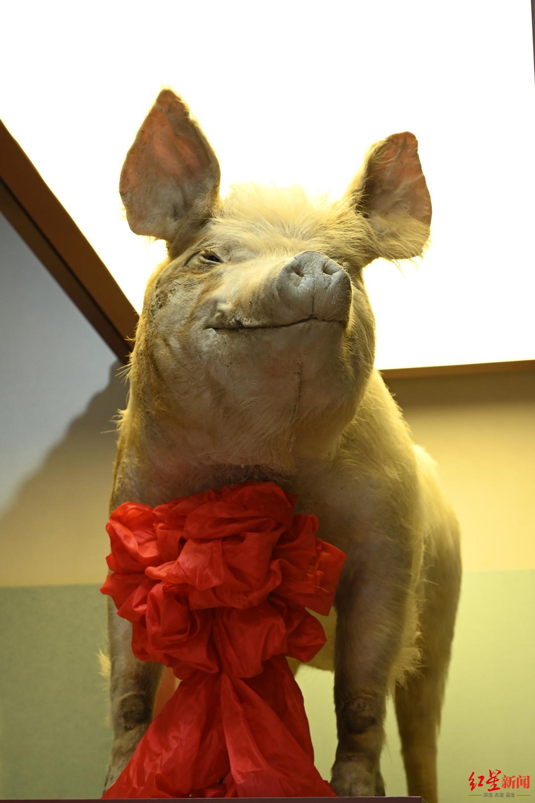 多图！“猪坚强”标本在建川博物馆迎首批游客