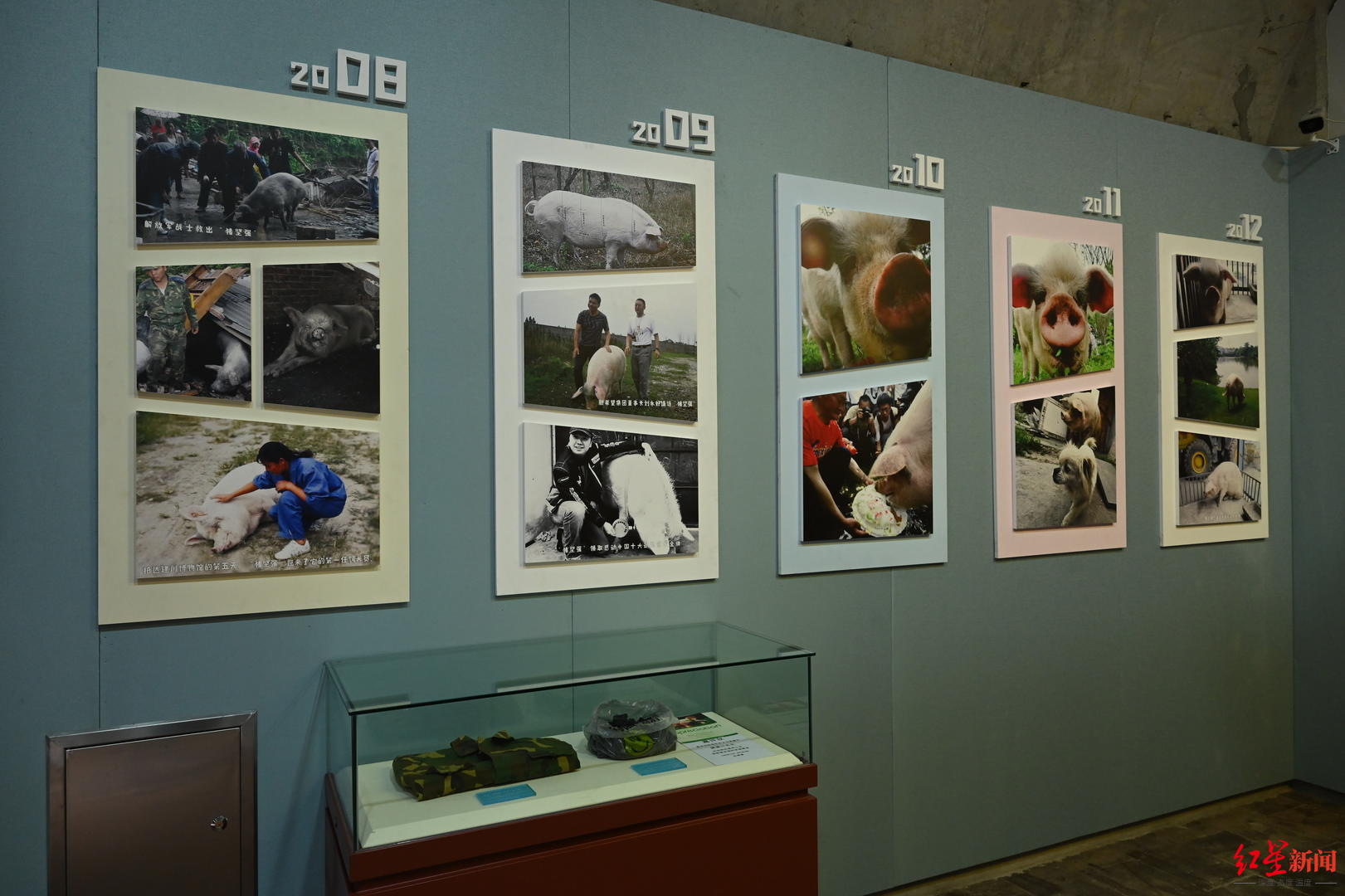多图！“猪坚强”标本在建川博物馆迎首批游客