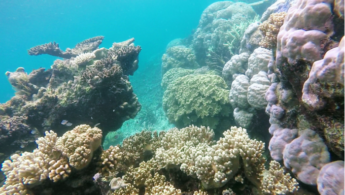澳大利亚大堡礁在七年内经历了第四次珊瑚白化事件