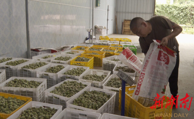 炎陵黄桃产业链再添“附加值”疏果后摘下的幼桃加工制成果脯蜜饯